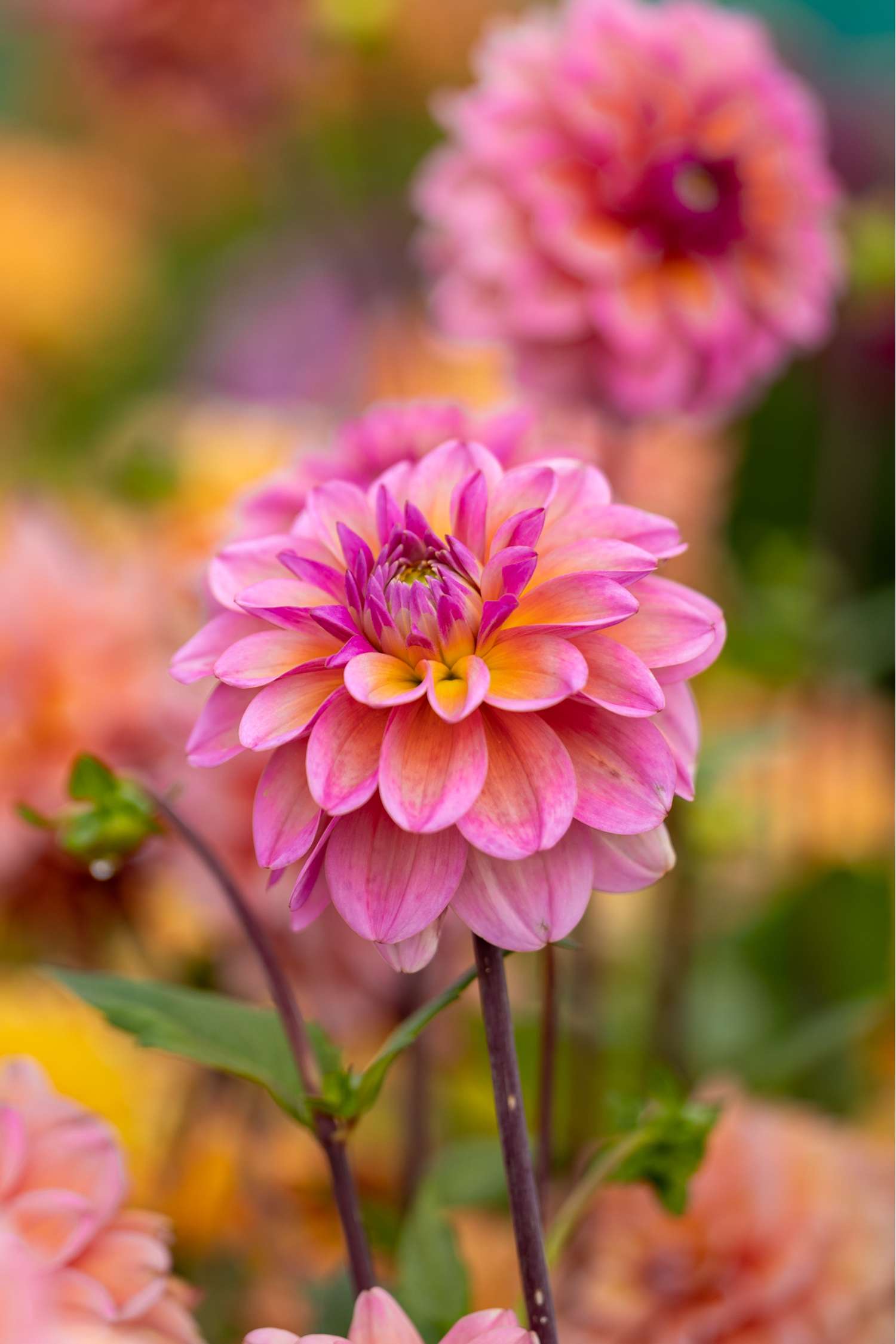 Dahlie 'Great Silence'